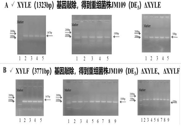 Intelligent regulation and control method for carbon metabolism flow of xylitol produced by escherichia coli