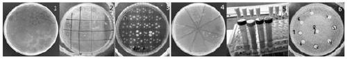 Screening method for lactic acid bacteria