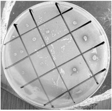 Screening method for lactic acid bacteria