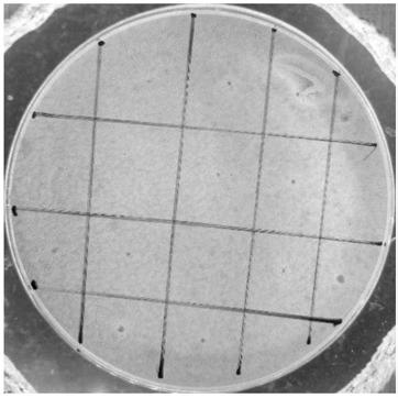 Screening method for lactic acid bacteria