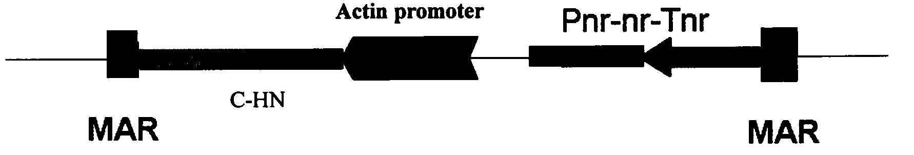 Method for preparing oral avian influenza vaccine from transgenic dunaliella