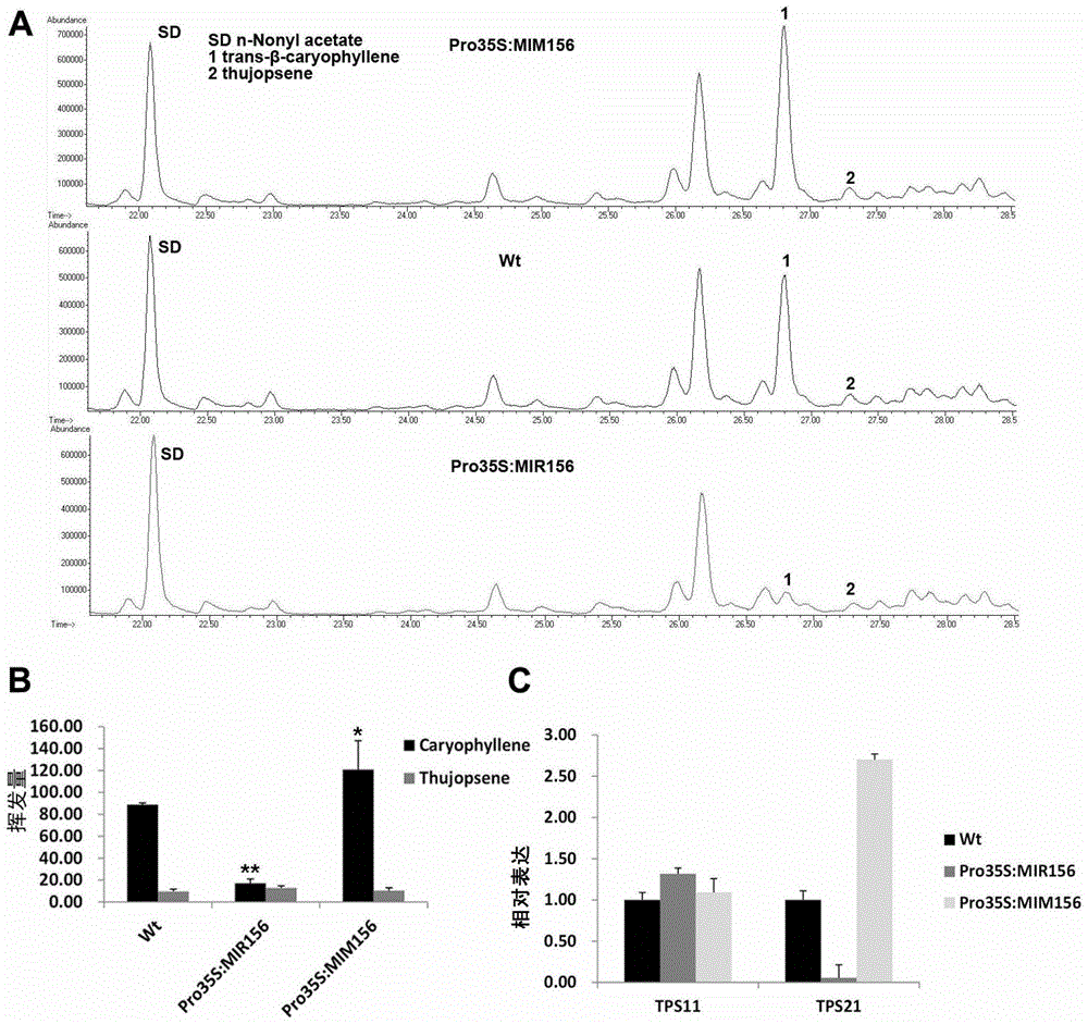 Method for regulating plant volatile oil content by using microrna156 and its target gene