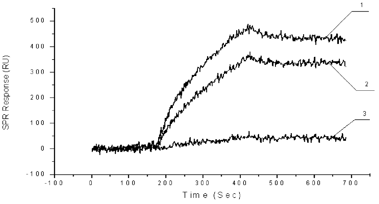 Chip, production method, application of chip and drug screening method