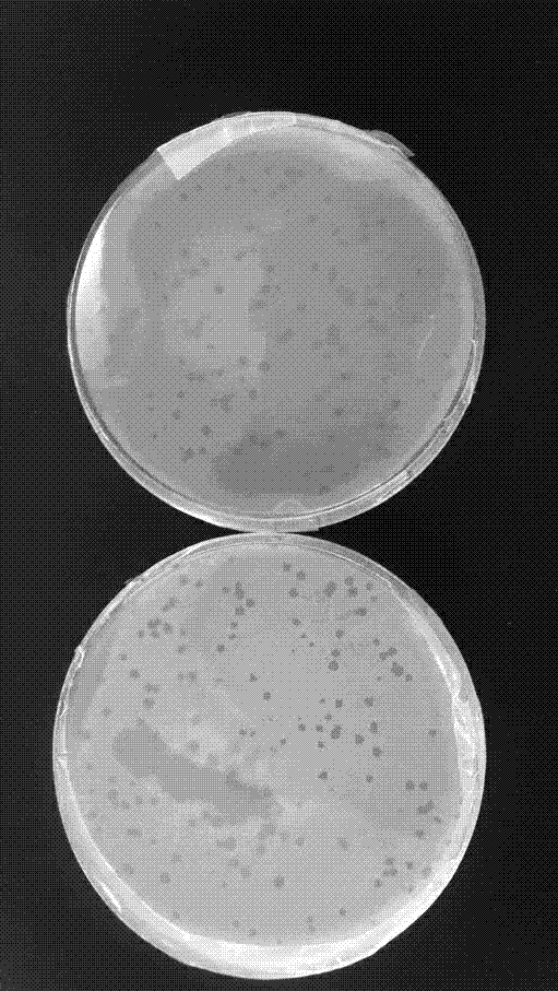 Coliphage MS2 standard sample and preparing method thereof