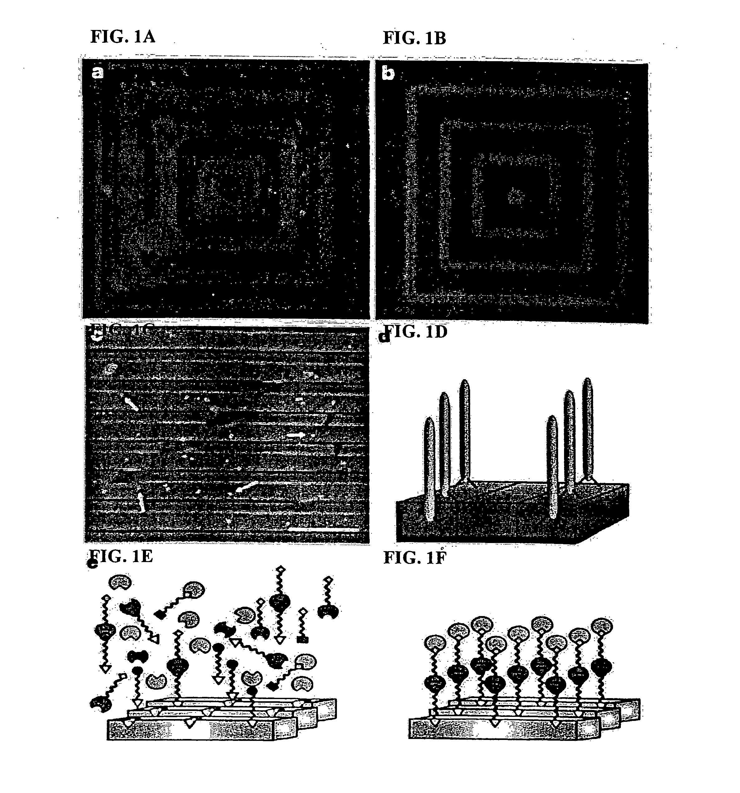 Peptide mediated synthesis of metallic and magnetic materials