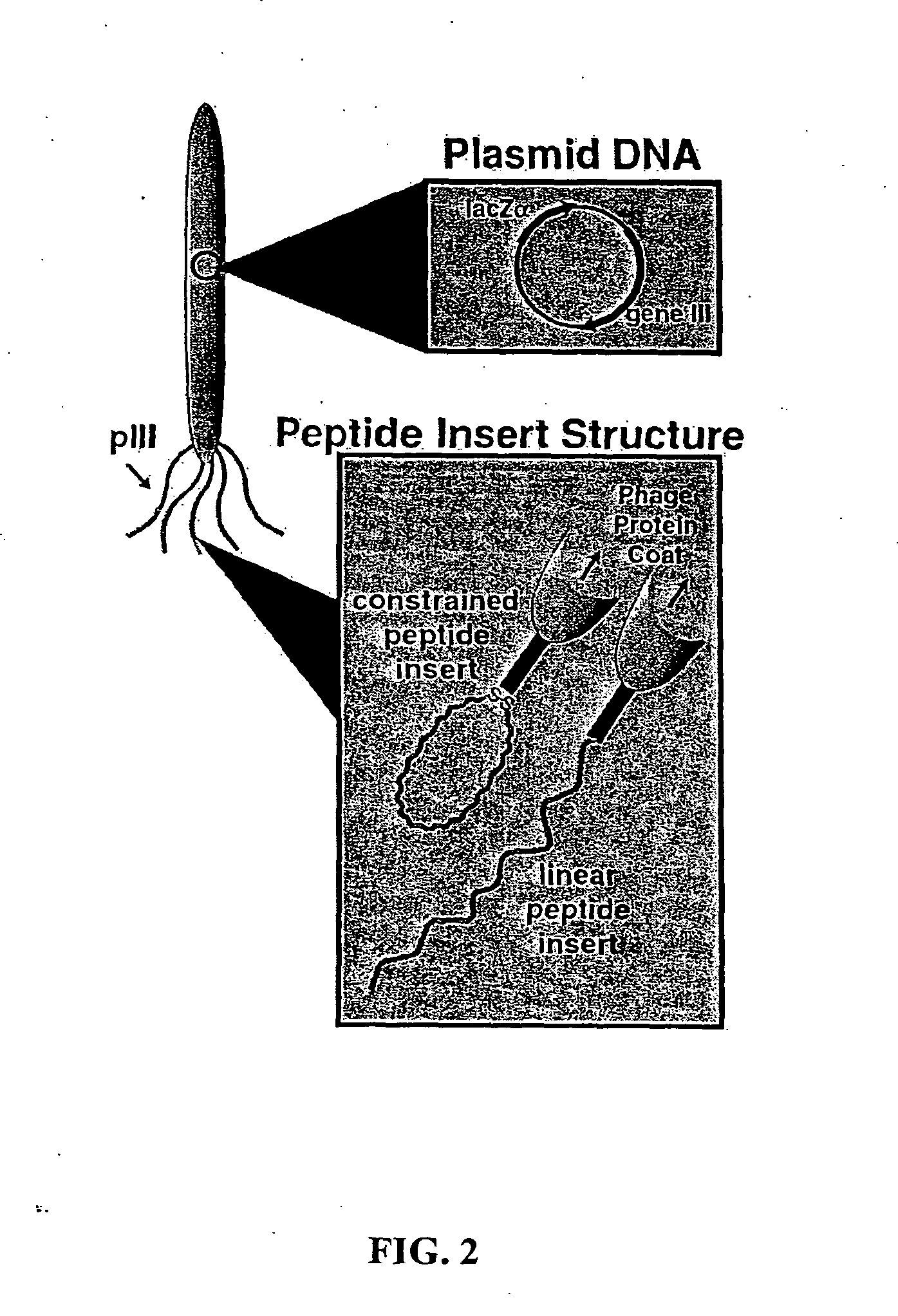 Peptide mediated synthesis of metallic and magnetic materials