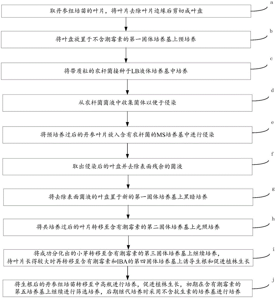 Salvia miltiorrhiza bunge genetic transformation method