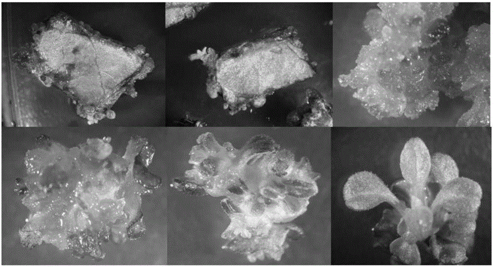 Salvia miltiorrhiza bunge genetic transformation method