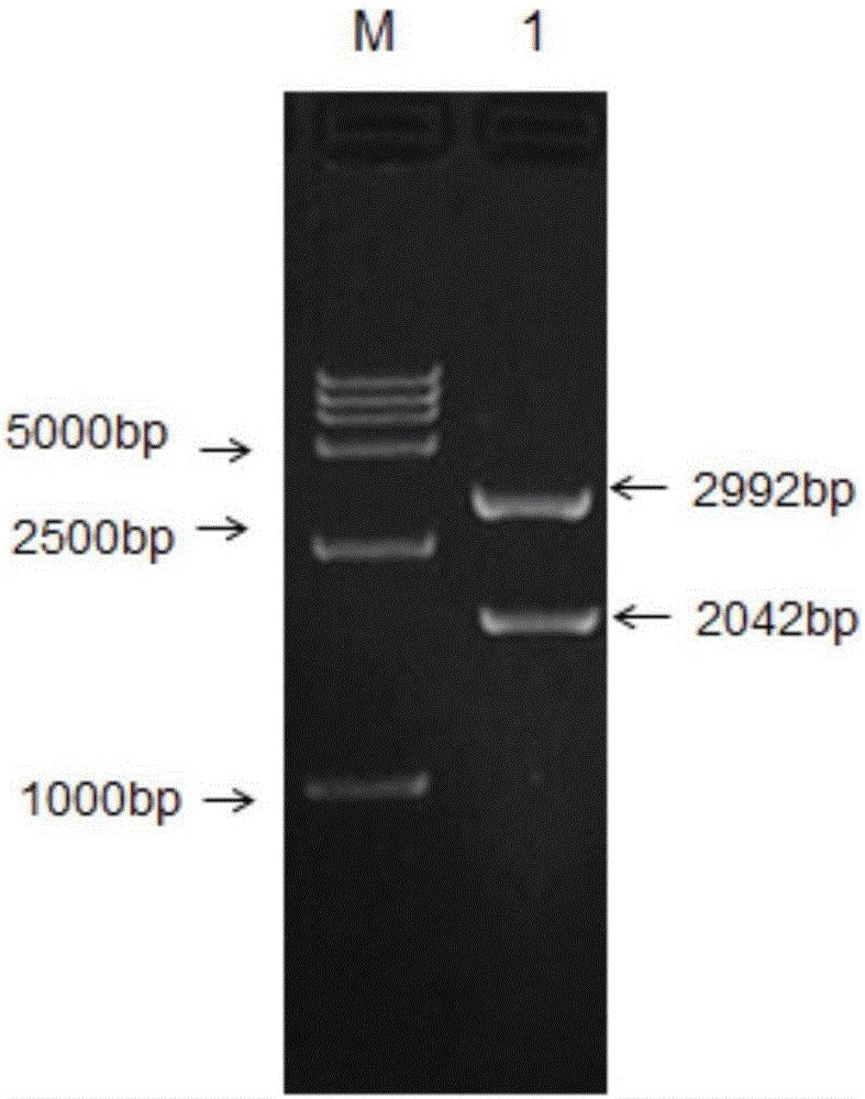 Ubiquitin-mediated recombinant plasmid expressing avian leukosis virus subgroup J gp85, p27 and p10 genes, and construction method and application thereof