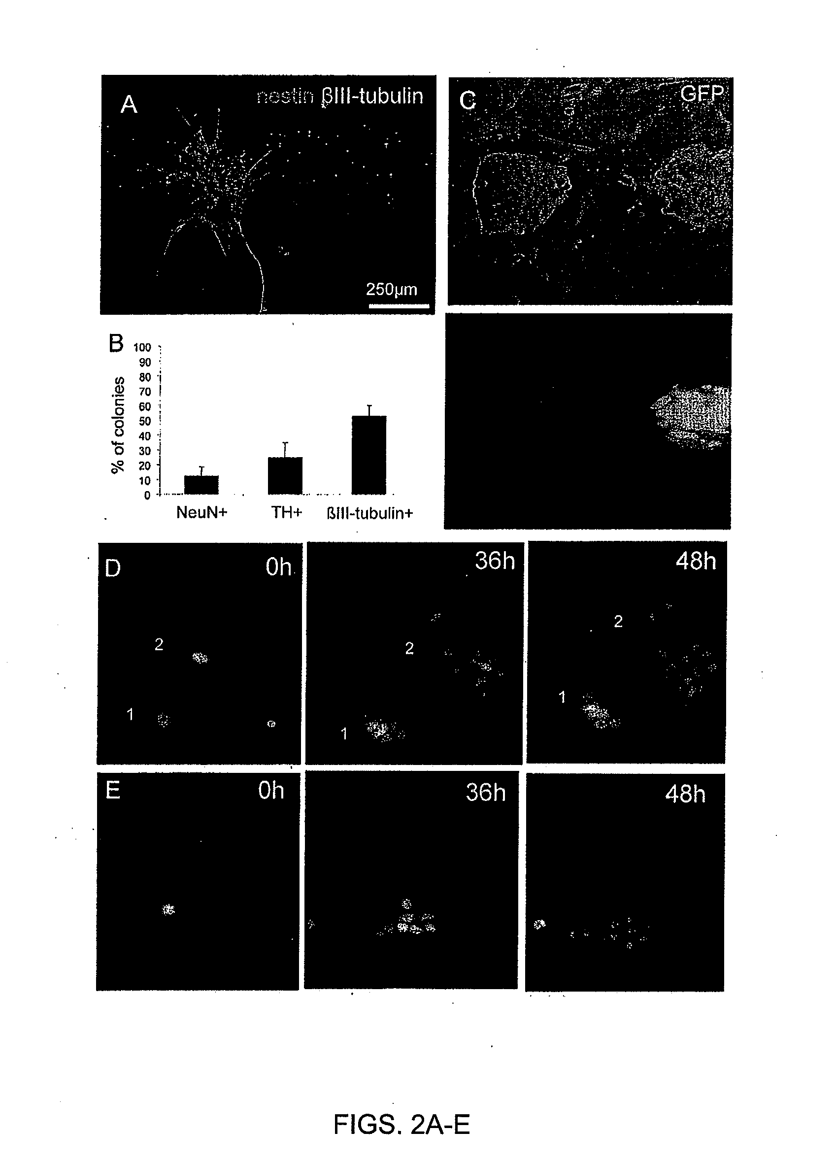 Selection of stem cell clones with defined differentiation capabilities