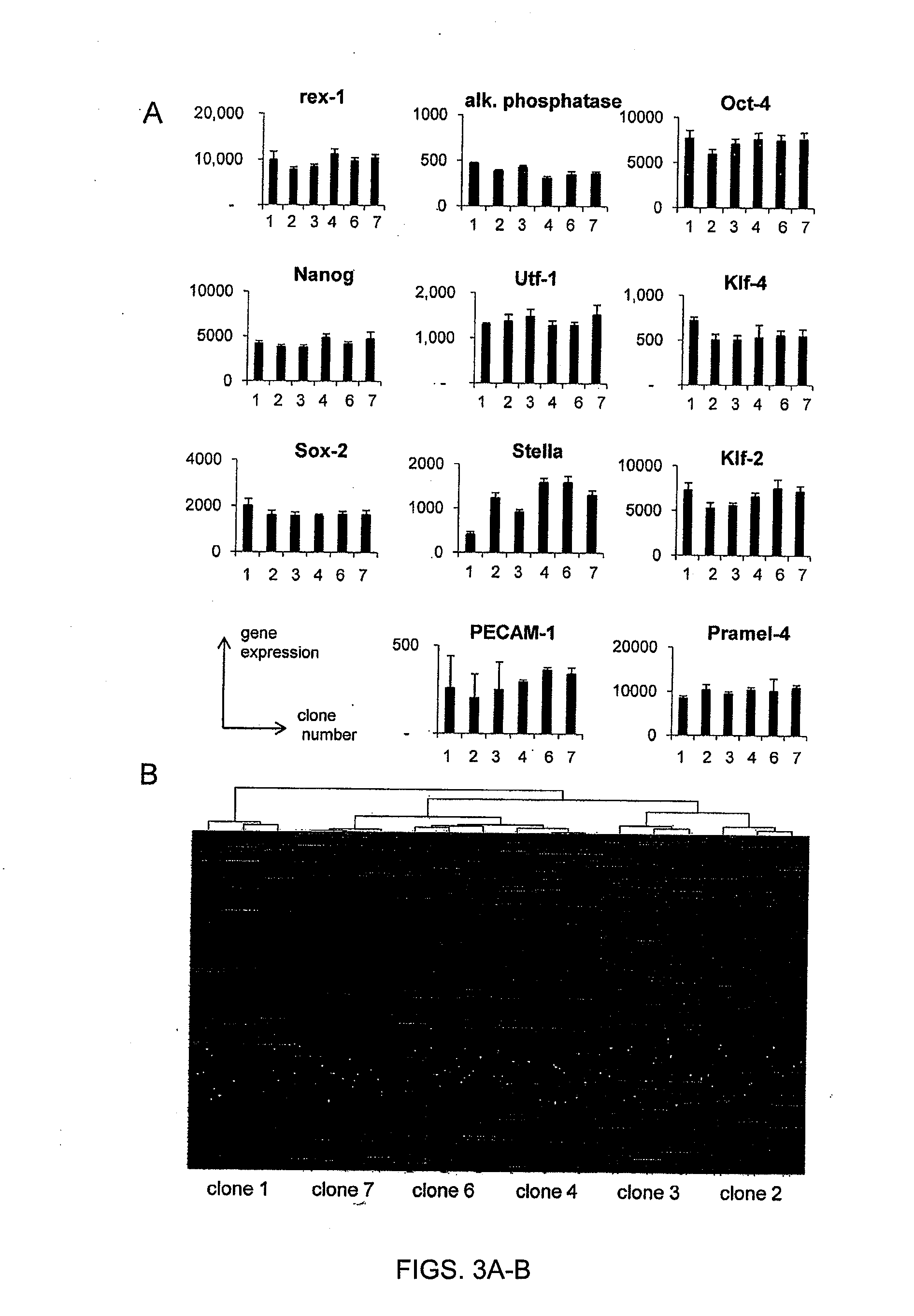 Selection of stem cell clones with defined differentiation capabilities