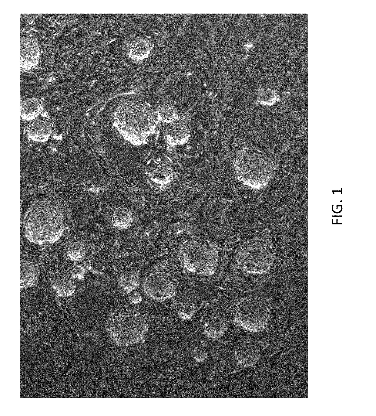 Targeted modification of rat genome