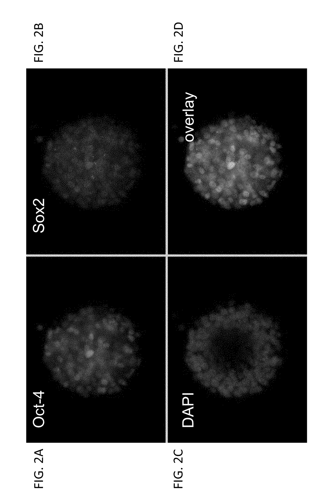 Targeted modification of rat genome