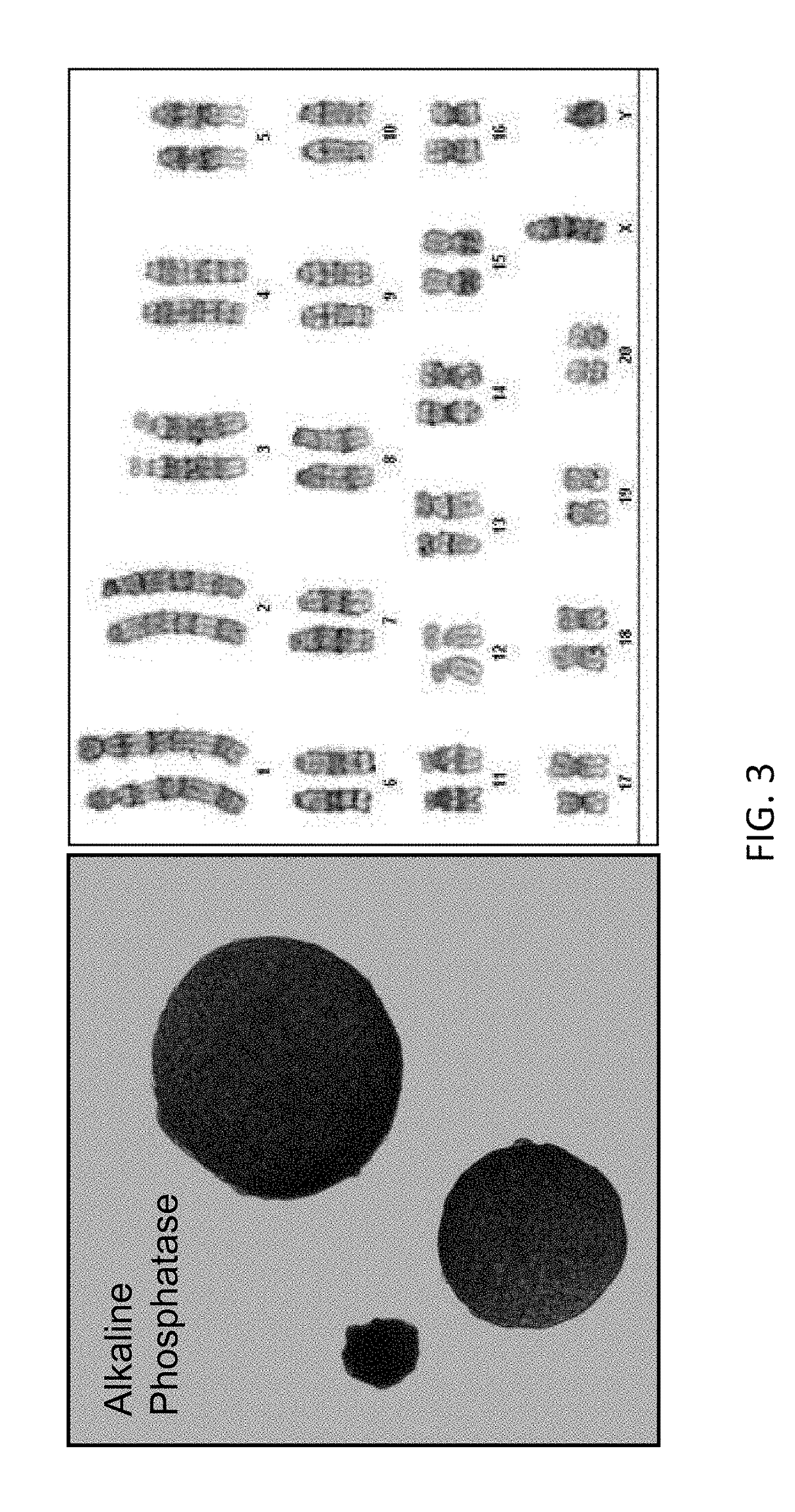 Targeted modification of rat genome