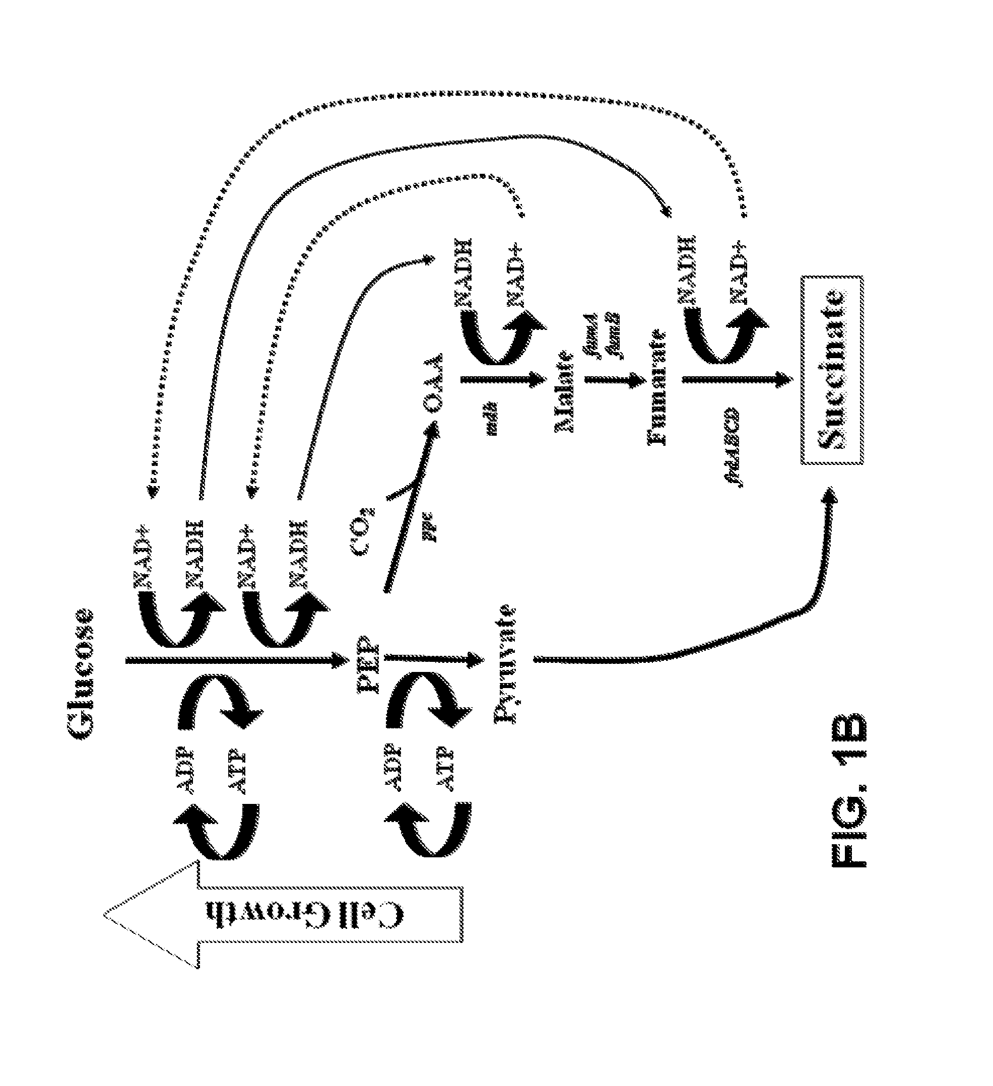 Engineering the pathway for succinate production