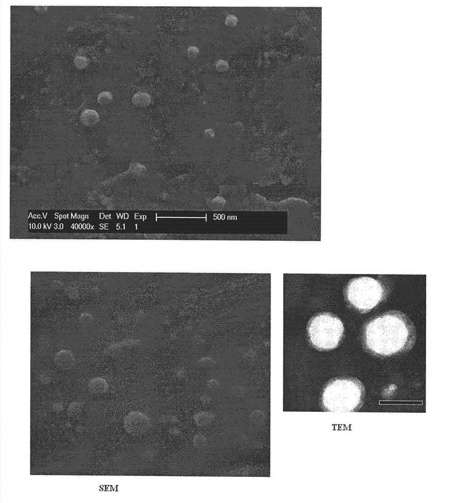 Cross-linked food protein stabilized nanometer medicament delivery system capable of being solidified directly