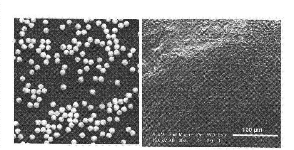 Cross-linked food protein stabilized nanometer medicament delivery system capable of being solidified directly