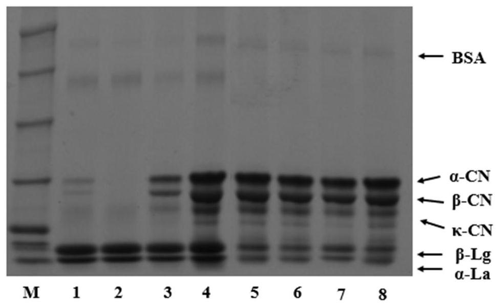 Fresh milk-grade humanized cow milk protein base material and preparation method thereof