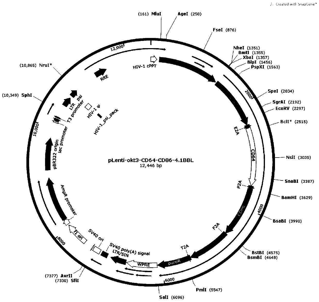 Trophoblast, preparation method thereof and application of trophoblast in massive rapid amplification of gamma delta T cells