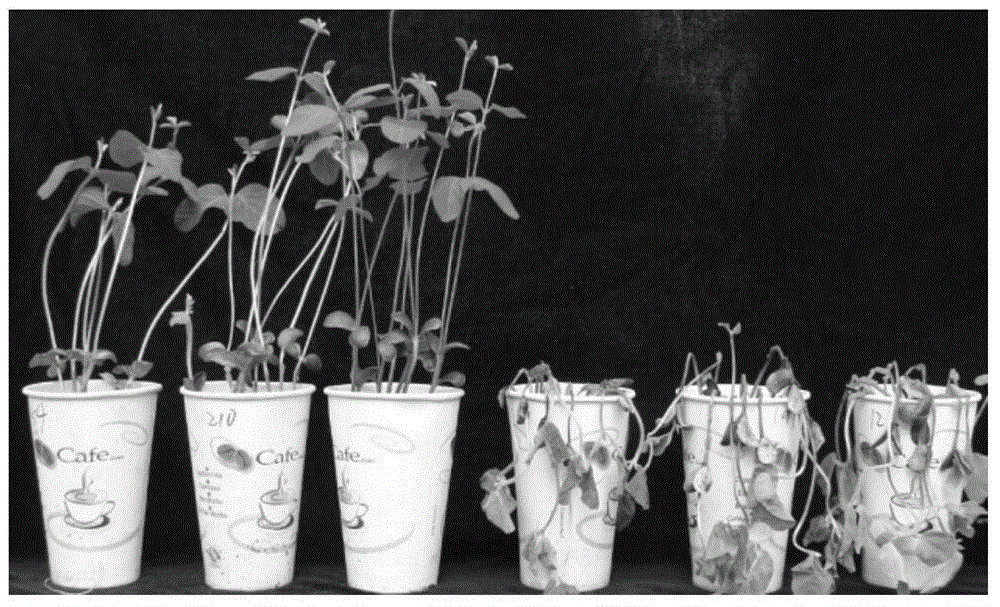 Molecular marker coseparated from soybean epidemic disease resisting gene RpsZS18, and application thereof