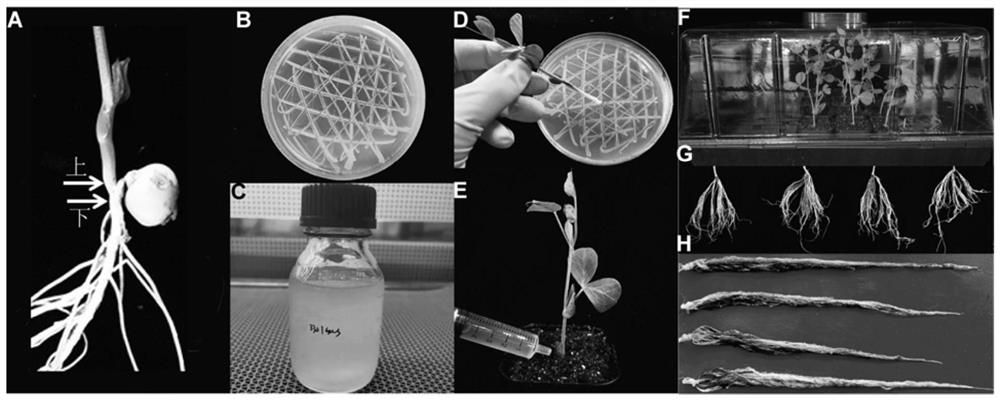 Method for establishing agrobacterium rhizogenes-mediated vegetable pea genetic transformation system