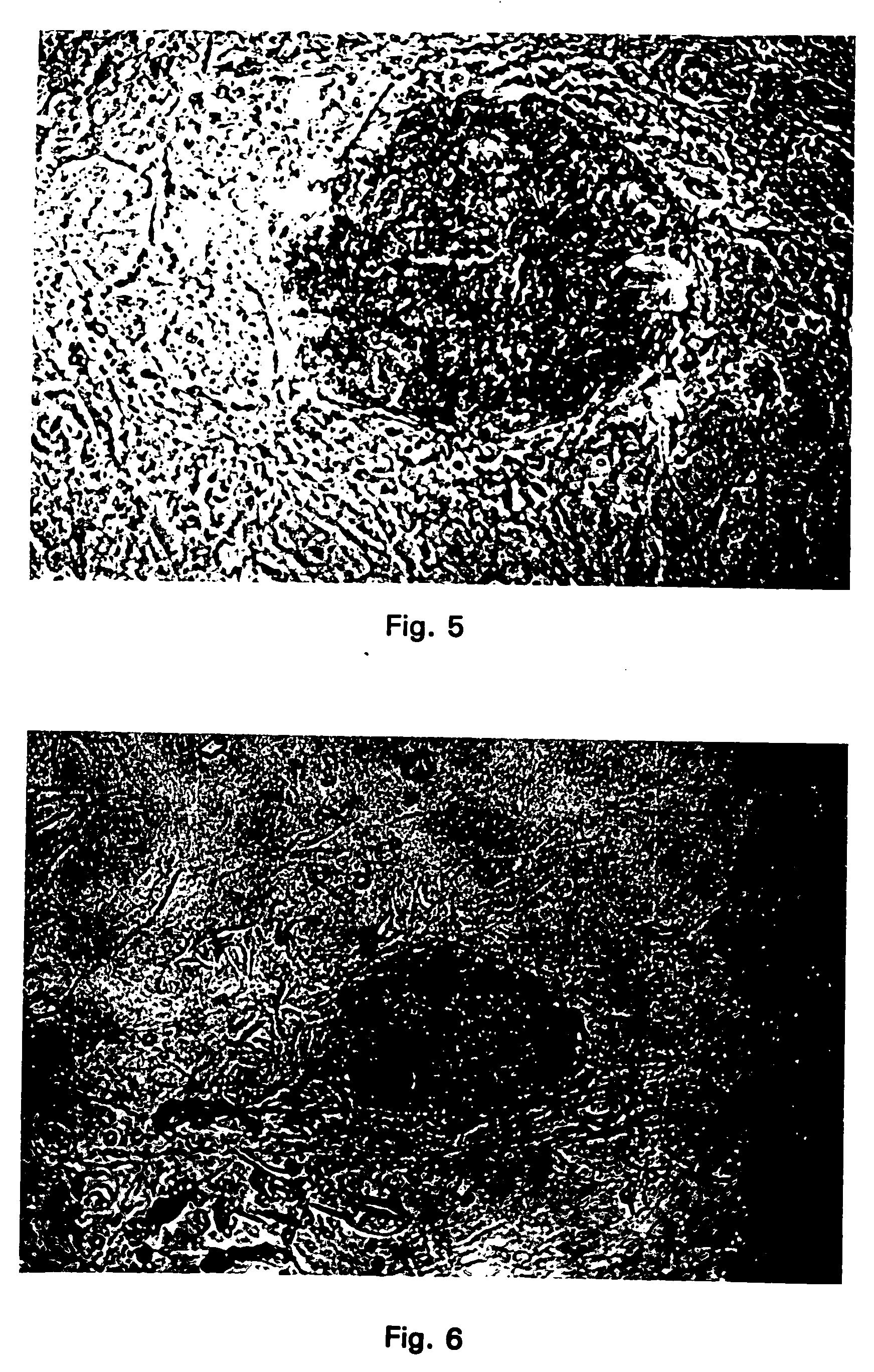 Production of chimeric bovine or porcine animals using cultured inner cell mass