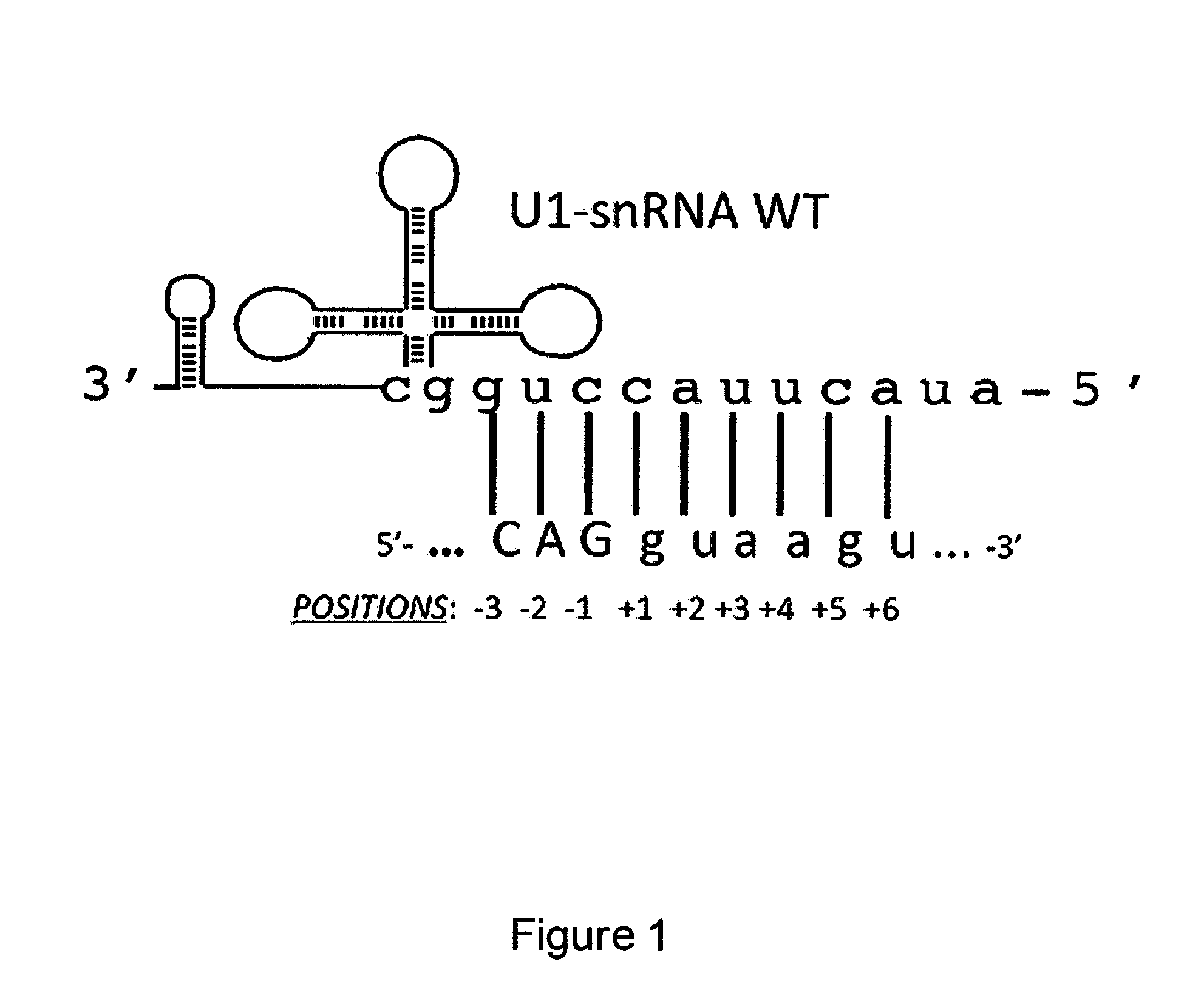 Modified human U1snRNA molecule, a gene encoding for the modified human U1snRNA molecule, an expression vector including the gene, and the use thereof in gene therapy