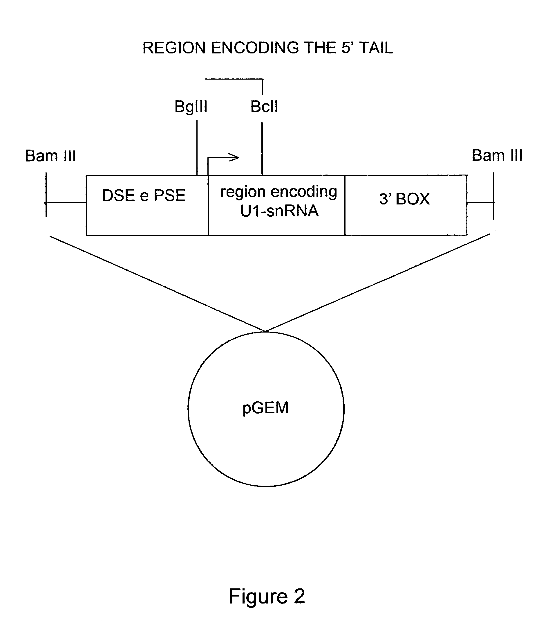 Modified human U1snRNA molecule, a gene encoding for the modified human U1snRNA molecule, an expression vector including the gene, and the use thereof in gene therapy