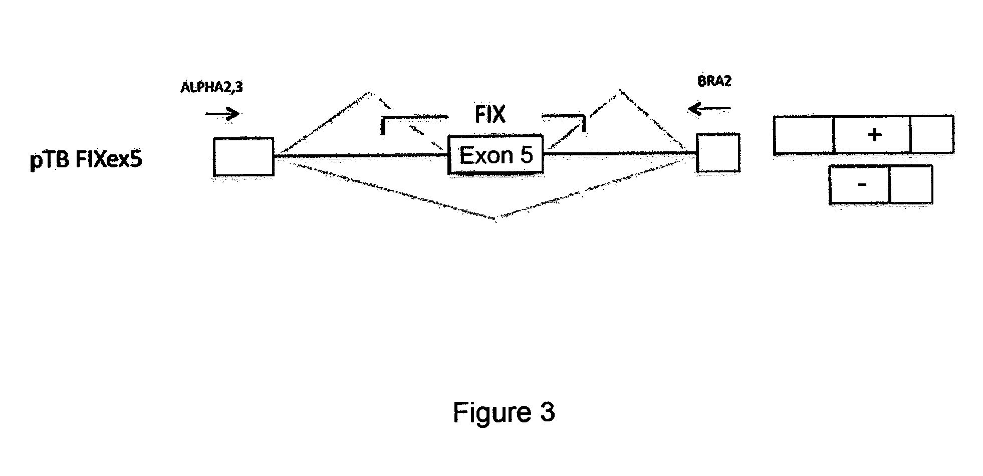 Modified human U1snRNA molecule, a gene encoding for the modified human U1snRNA molecule, an expression vector including the gene, and the use thereof in gene therapy