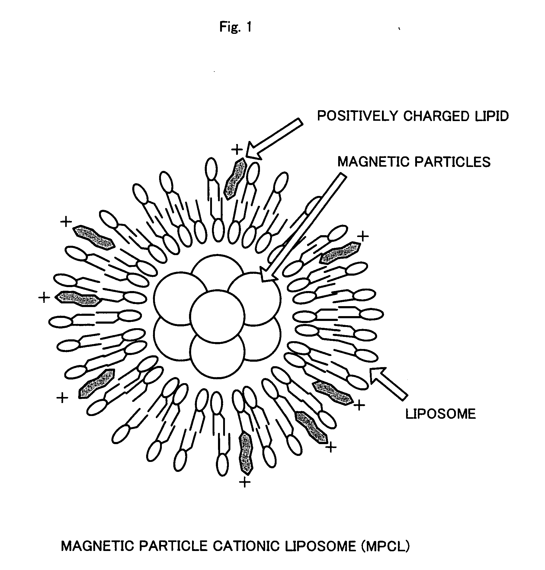 Cell culture method and cell sheet