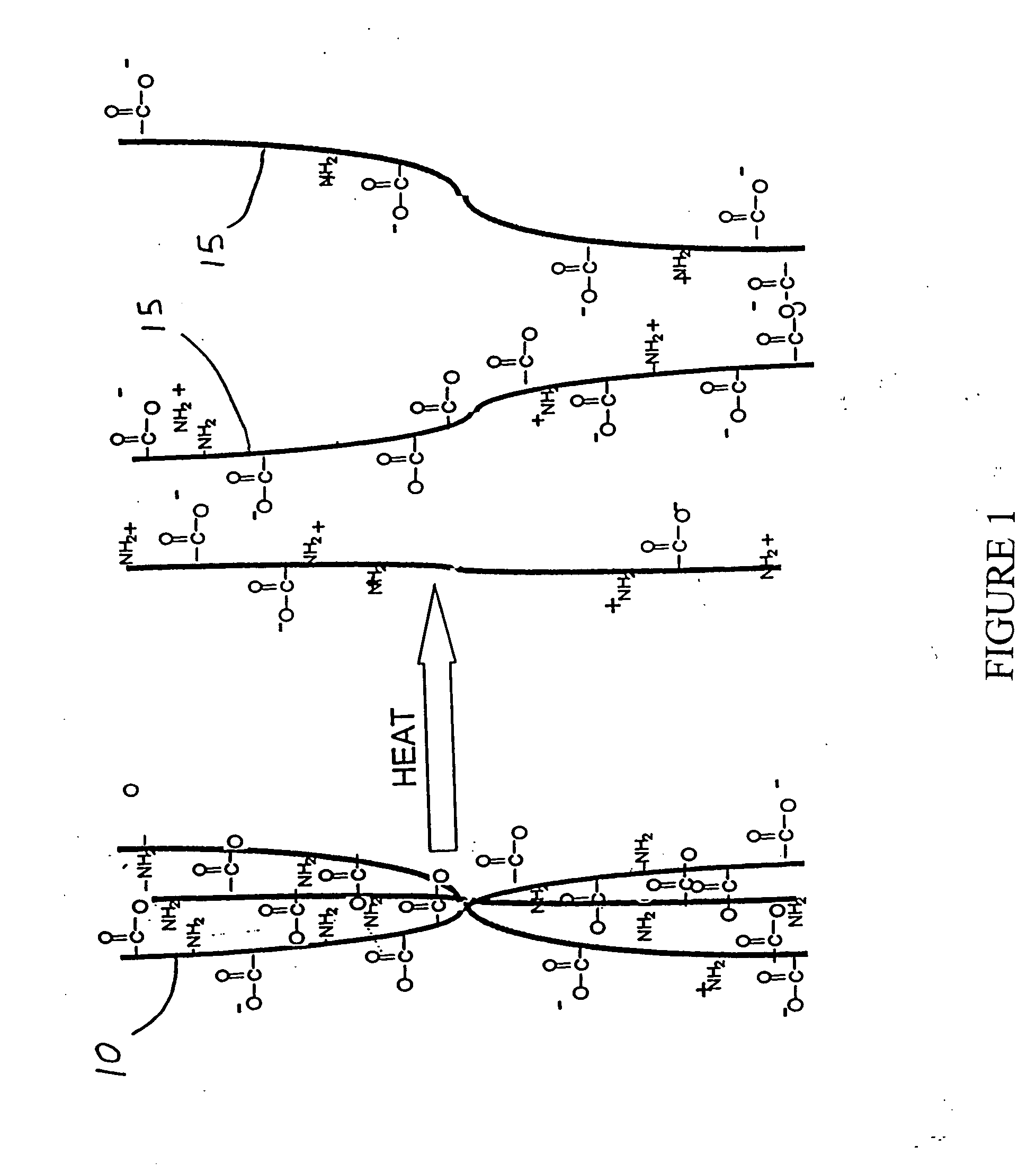 Methods and compositions for regenerating connective tissue