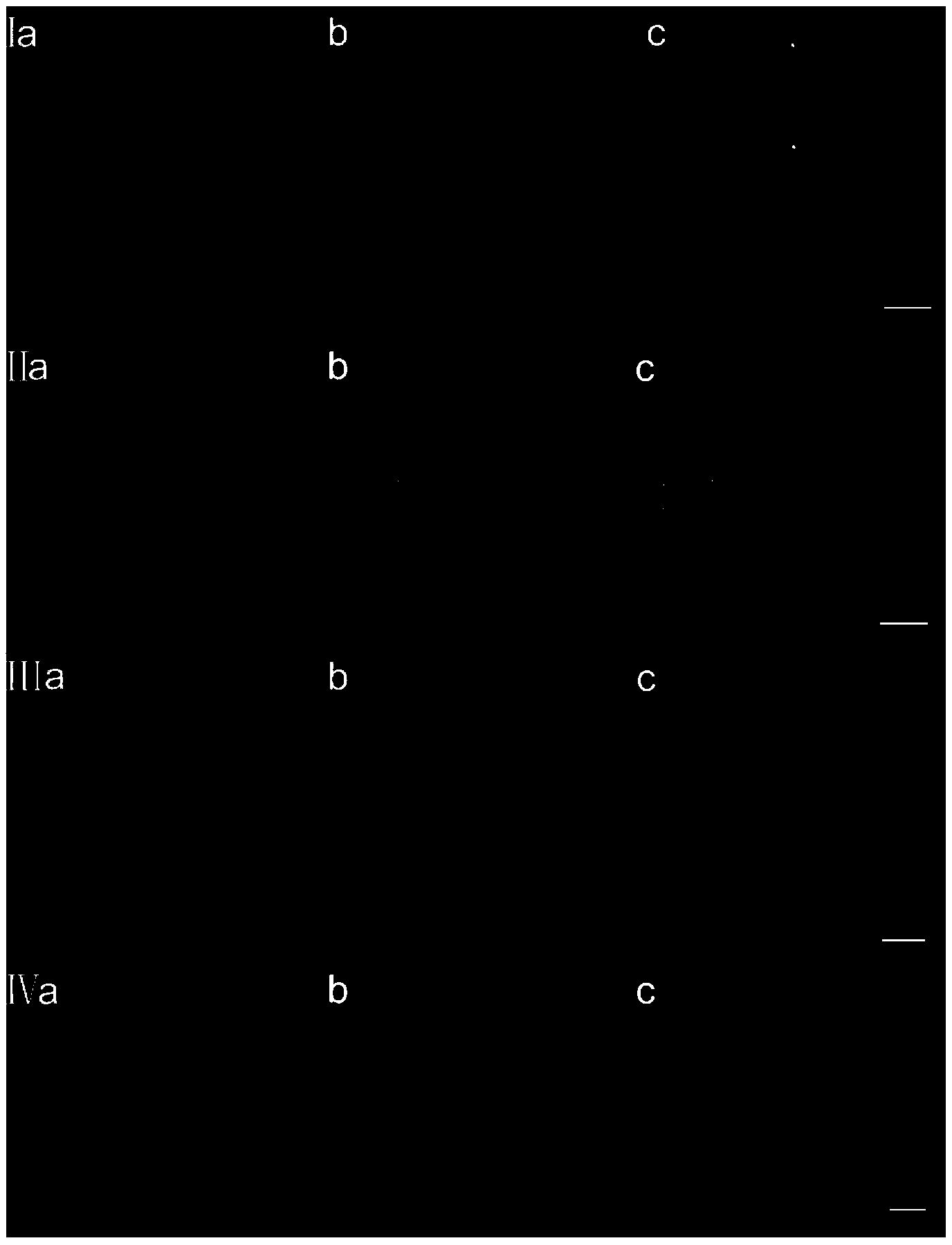 Single/double-photon acidic cell organelle fluorescent probe and application thereof