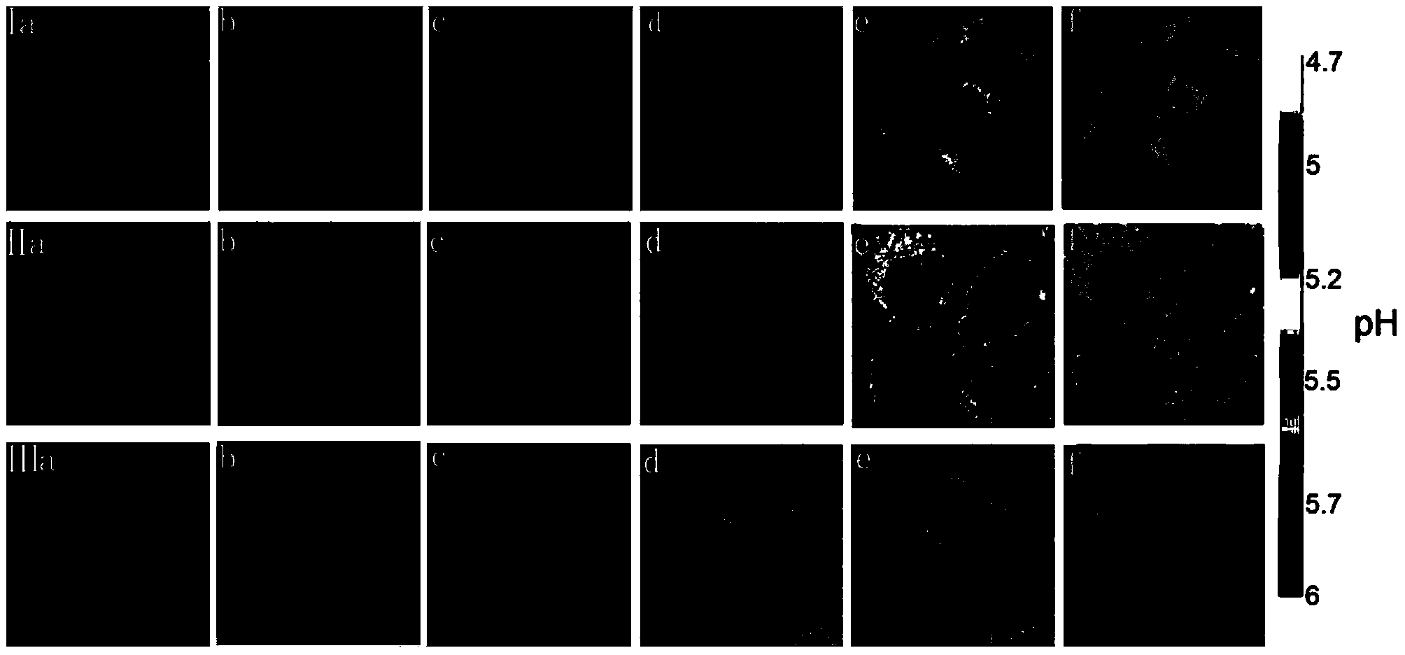 Single/double-photon acidic cell organelle fluorescent probe and application thereof