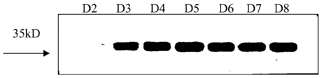 Medical use and medicinal composition of VSIG3 small-molecule inhibitors