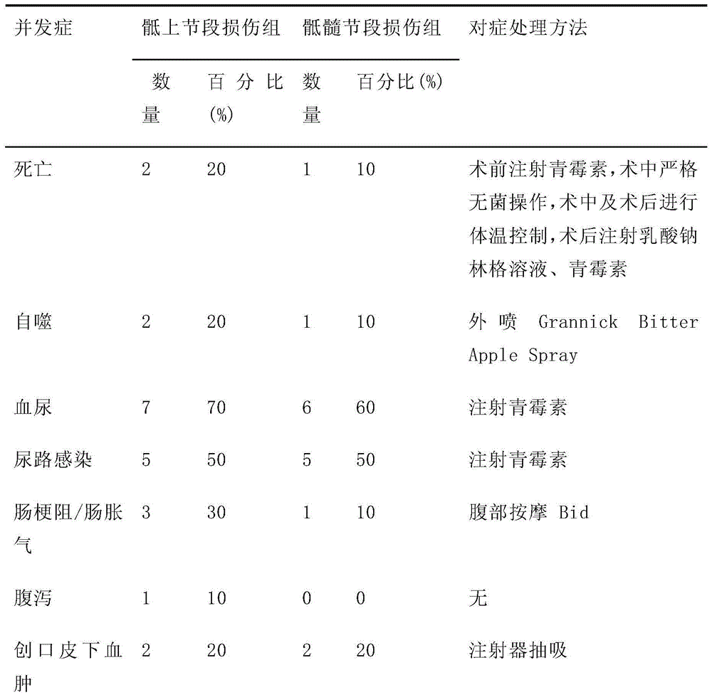 Rat spinal-cord-injured neurogenic bladder model and preparation method thereof