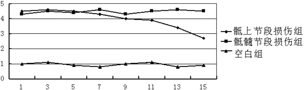 Rat spinal-cord-injured neurogenic bladder model and preparation method thereof