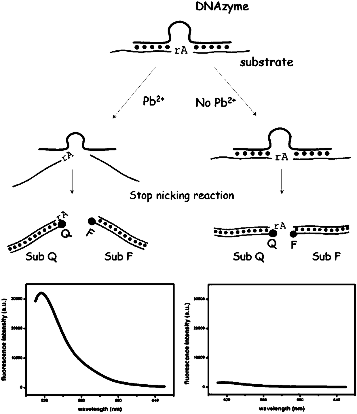 Functional nucleic acid fluorescence sensor with low background and stable temperature and application of sensor in lead ion detection