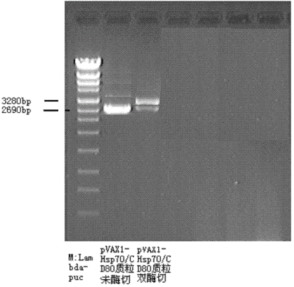 Chimeric type DNA vaccine HSP70/CD80 for asthma prevention and immunotherapy