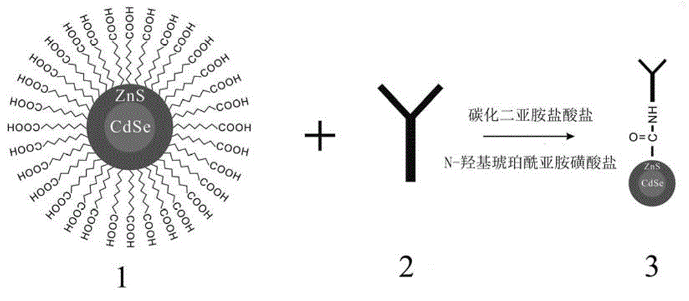 Multi-functional quick fluorescence immunoassay test method using functional substrate as media and using single color and multi-color quantum dots as mark