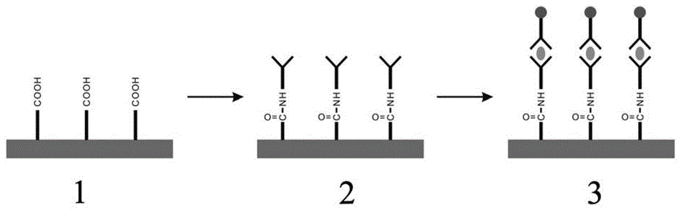 Multi-functional quick fluorescence immunoassay test method using functional substrate as media and using single color and multi-color quantum dots as mark