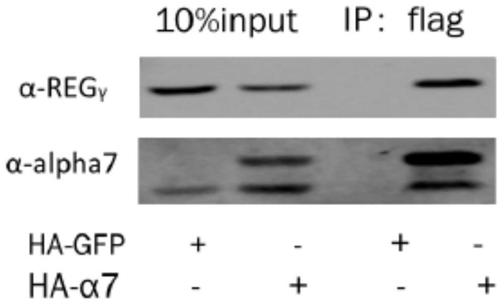 A screening system and application of regγ-20s proteasome inhibitors