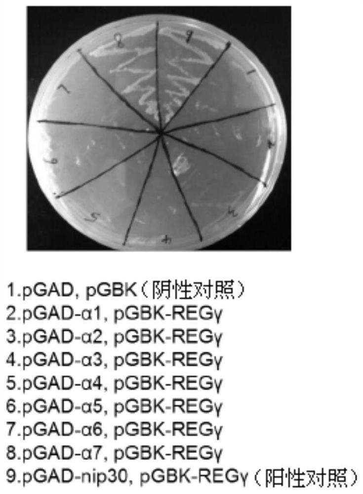 A screening system and application of regγ-20s proteasome inhibitors