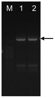 A kind of 6-phosphate glucose dehydrogenase and its coding gene and application