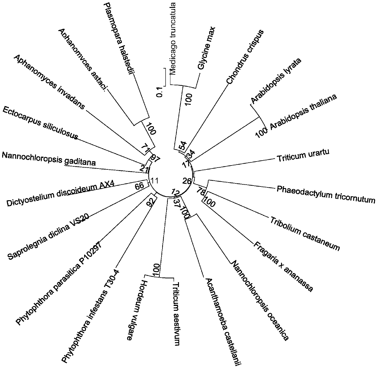 A kind of 6-phosphate glucose dehydrogenase and its coding gene and application