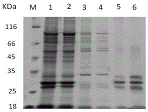 Light-stimulating chemiluminiscence immunological detection method of silkworm mature egg microsporidiosis