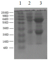 Light-stimulating chemiluminiscence immunological detection method of silkworm mature egg microsporidiosis