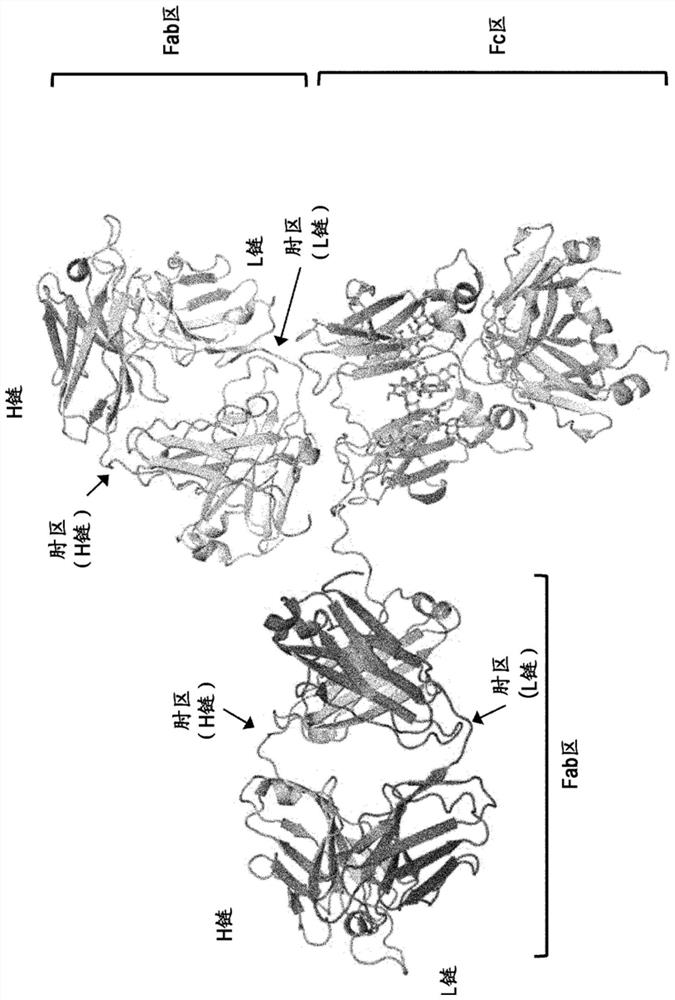 Artificial protein containing antigen-binding region of antibody and being fused with physiologically active peptide