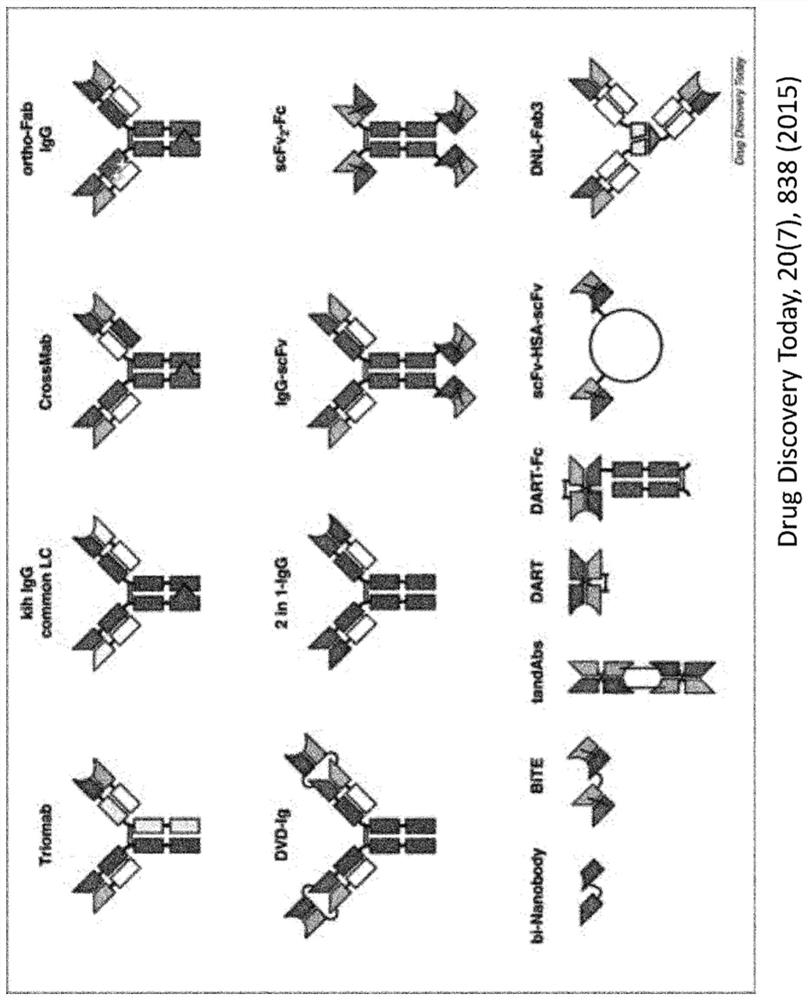 Artificial protein containing antigen-binding region of antibody and being fused with physiologically active peptide