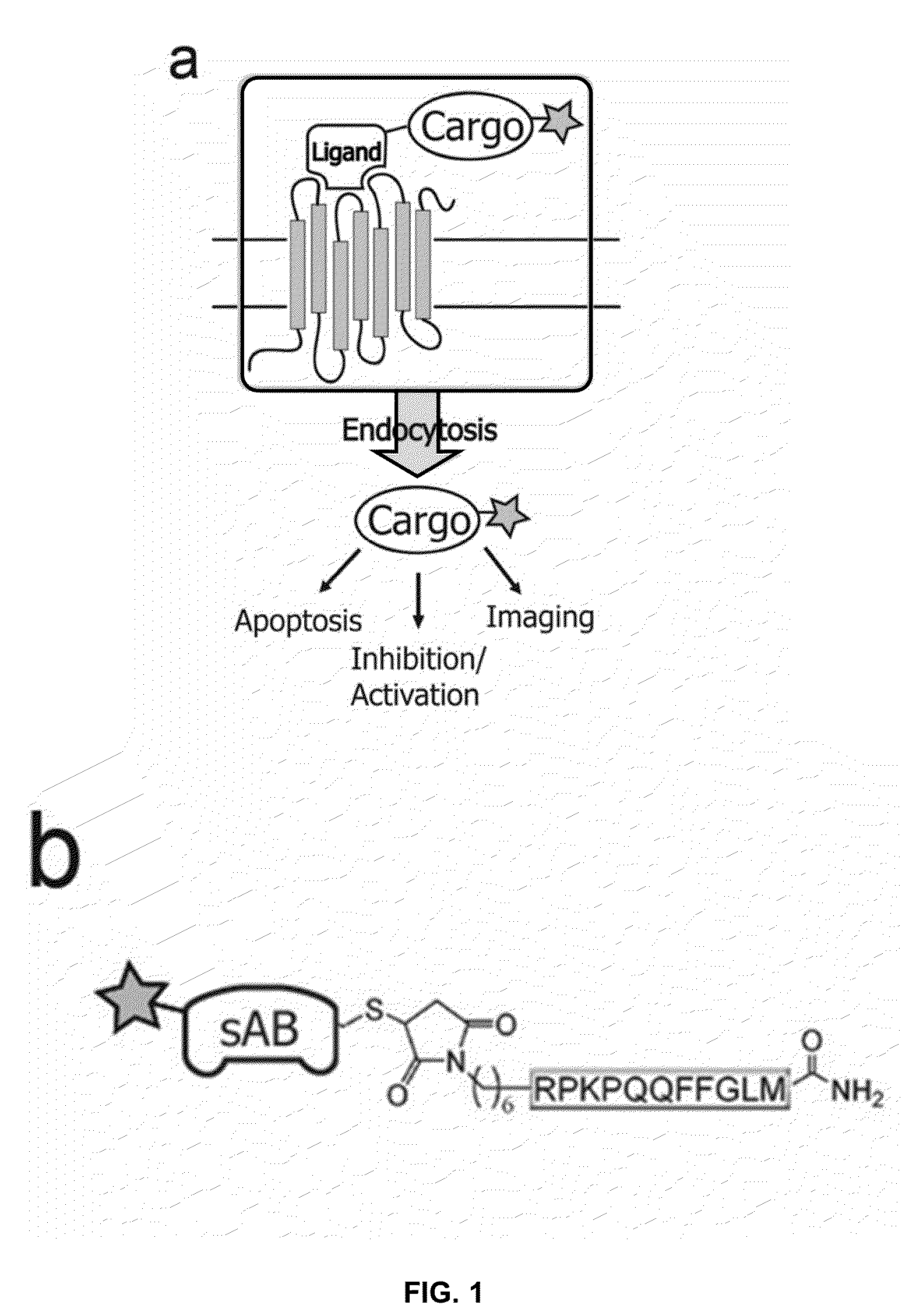 NK-1 Receptor Mediated Delivery of Agents to Cells