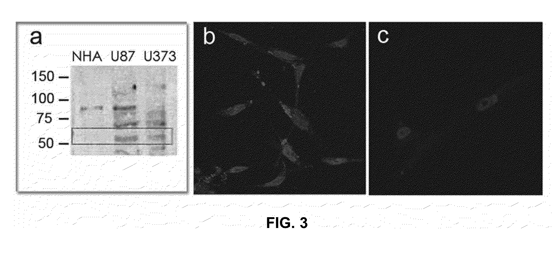 NK-1 Receptor Mediated Delivery of Agents to Cells